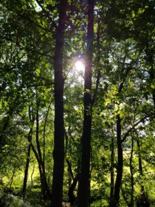 Photo of sunlight through a wooded area