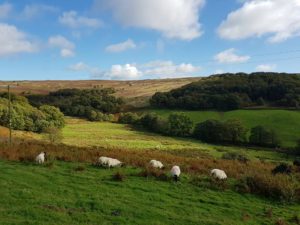 Photo of the Dales with some sheep