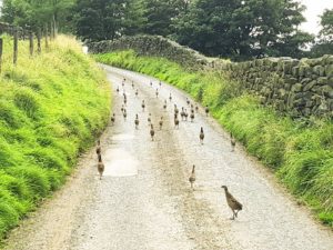 Photo of many Pheasants in the road