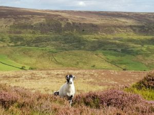 Photo of the North York Moors with a Black headed sheep